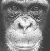 Chimp